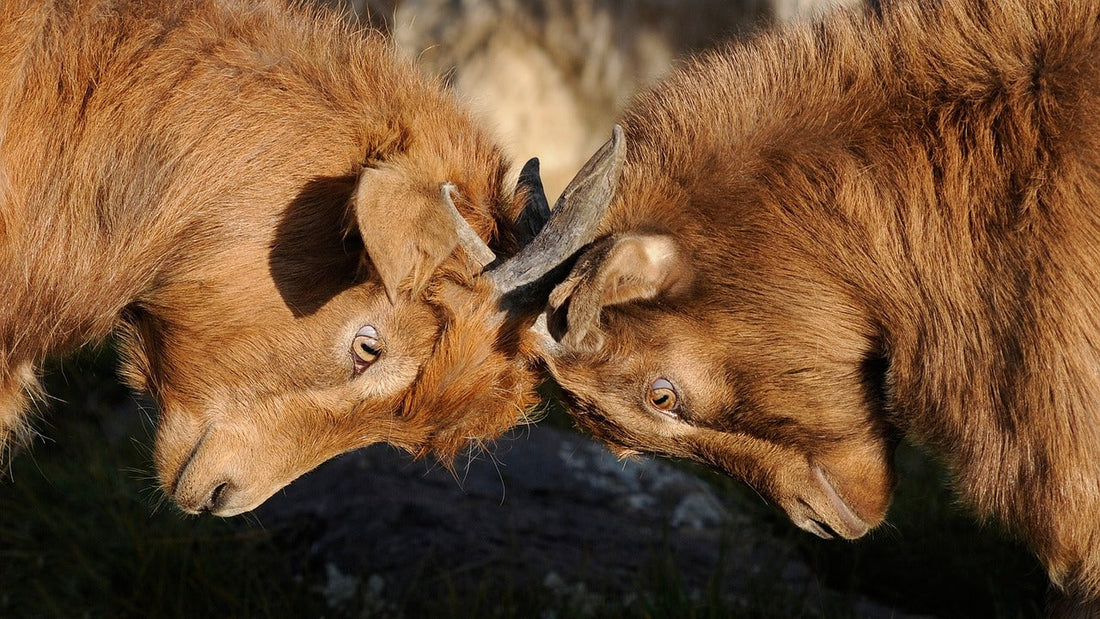 Konflikte in der Partnerschaft: 6 Wege zu einer besseren Streitkultur